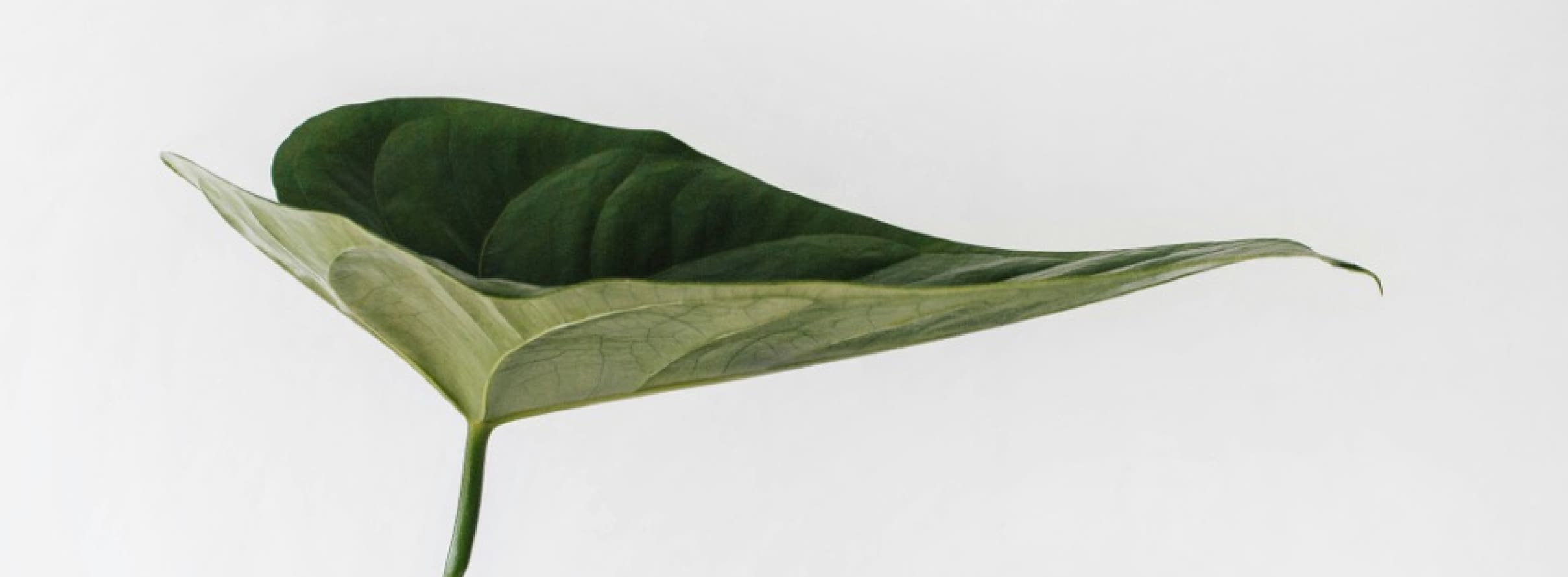 Perspective Main Image 175